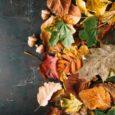 الخضروات والأوراق المجففة